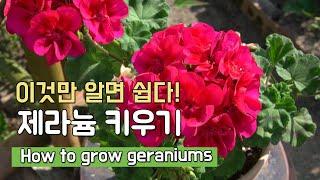 제라늄 잘 키우기  알기 쉽게 총정리 물주는 요령부터 손질방법까지 자세하게 (How to grow geraniums, ゼラニウムの育て方)