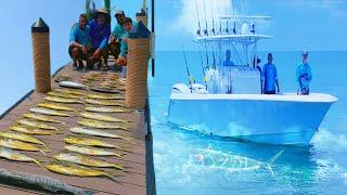 Pesca masiva de dorados (mahi) yellowtail,barracuda cómo limpiarlos y cocinarlos