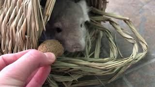 The Best Safe Chinchilla Treats!