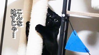 子猫が初めて先住猫のいる部屋に入って猫社会を学ぶ！