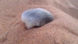 Golden Mole Tribute