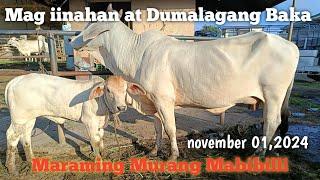 Inahin dumalaga at mag iinahang baka Padre Garcia batangas update!!