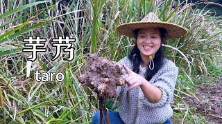 New taro recipe:handmade taro dumplings,family wraps and eats together