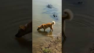 Dog Drinks Water Unaware of Crocodile Watching
