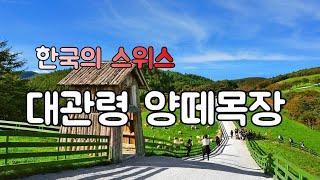 대한민국의 스위스, 대관령 양떼목장 | 사계절 아름다운 강원도 평창 여행