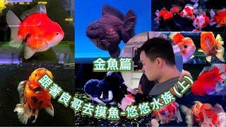 跟著良哥去摸魚-悠悠水族(上) 金魚篇/泰獅鑑賞說明/短尾泰獅點點名/Follow Brother Liang to catch goldfish/Fancy Goldfish