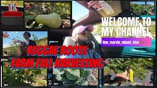 Reggae Roots farm fall harvesting #agriculture #agricutor #agrimachine 2024 🫑