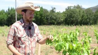 Hedging Young Vines