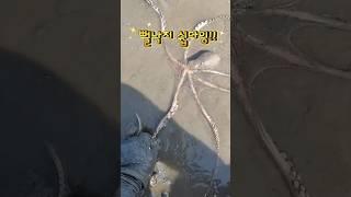 맨손으로 뻘낙지 쉽게잡는구만 ㅎ[화성이반장] #shorts
