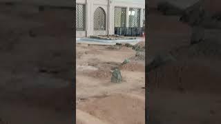 Jannat ul Baqi #madina #jannatulbaqi #jannatulbaqichannel #makkah #islam #masjidenabvi #madina