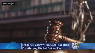 Frederick County Man Thomas Mackey Gets Probation For Abusing Guinea Pig