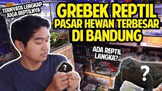 GREBEK REPTIL KE PASAR HEWAN TERBESAR DI BANDUNG! TERNYATA LUMAYAN LENGKAP REPTILNYA!