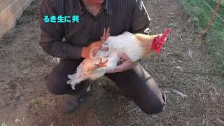 うこにわｃｈ 紹介動画