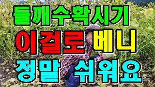 들깨베때 이걸 이용하면 힘은 덜 들익 좀더 쉽게 빠르게 벨수있어요. 들깨베는 시기와 방법