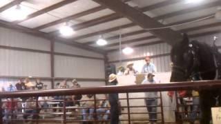 Andrew yoder Jr. Selling at Virginia draft& mule