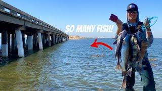 Bridge Fishing for LIMITS of Black Drum!