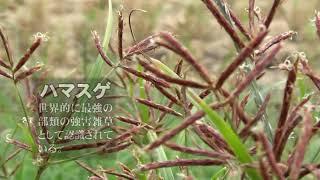 30秒の心象風景14962・防除が難しい繁殖力～ハマスゲ～