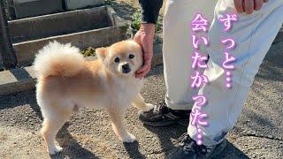 大好きな軽トラ叔父さんに会えた愛犬がこうなりました…笑