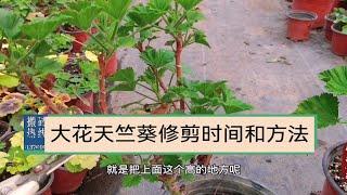 大花天竺葵修剪方法，什么时间修剪才不会影响第二年开花