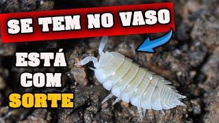 Bicho branco na Terra da planta - Se ver este animal no vaso da sua planta vc precisa saber disto!