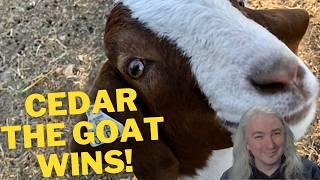 Cedar The Goat Wins!  Cops Have To Pay For Rights Violation In Goat Seizure Case