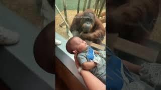 Curious orangutan taps glass, inspects baby at Louisville Zoo