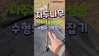 자두나무 심기 기초 - 간장부 높이 잘못 잡으면 수형 망칠 수 있습니다 #자두나무 #자두 #plum #자두나무심기