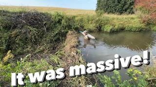 Huge Dam Rollover || I've Found Fish There!