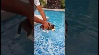 Baby beagle's first day of swimming