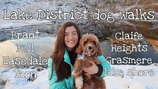 The best lake district walks for dogs with Bailey the Cavapoo - EASY FOR BEGINNERS