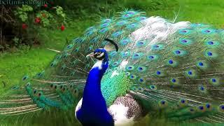 Watch Real Beauty of Peacock Video / Colorful Peacock // Top Pets Tv