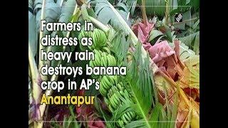 Farmers in distress as heavy rain destroys banana crop in AP’s Anantapur