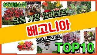 베고니아 추천 판매순위 Top10 || 가격 평점 후기 비교