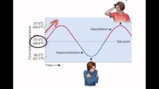 Chapter 1  Homeostasis