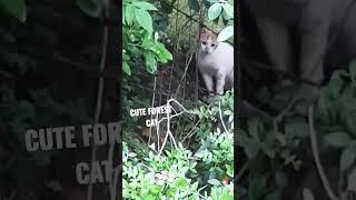 Cute Forest Cat #forestcatplay #satisfying #shortsviral #shortsvideo #catlover #catvideos