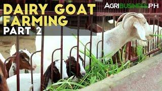 Dairy Goat Farming Part 2 : Dairy Goat Farming Management | Agribusiness Philippines