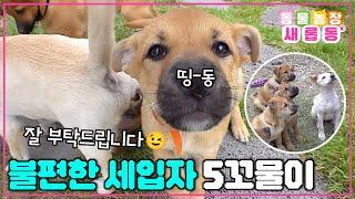 [#새롭동물농장] 502호 월세 내세요! 어느 날 굴러들어 온 불청견(?) 5꼬물이들과 슬기로운 동거 생활 / EP.1199 #TV동물농장 #AnimalFarm #SBSstory