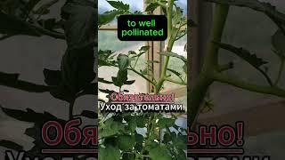 Как вырастить помидоры мечты? Быстрый гид для теплицы