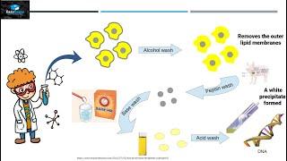 Discovery of DNA