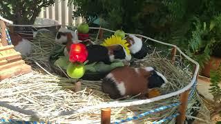 Guinea Pigs , Chickens, baby hatchling