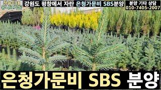 은청가문비 슈퍼블루시들링(SBS) 트리웰화분묘 분양해요. 크리스마스 트리로 사랑받는 나무! 추위에 아주 강한 나무!