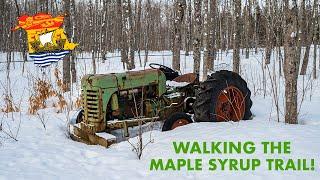 Walking The Maple (Syrup) Trail! | New Brunswick - Canada