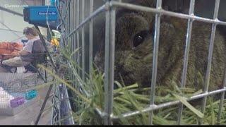 Hopping down to the Rabbit Show in Perry