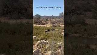 Bush walk was quite a thrilling experience in the Klaserie #safari  #southafrica