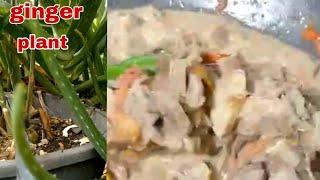 Garden to kitchen l harvesting Ginger for jackfruit recipe l @ateNengvlog