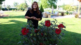 Planting Some Hibiscus for a Friend! // Garden Answer