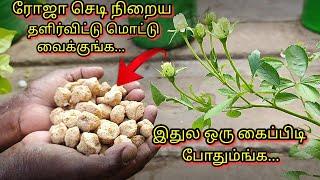 இதுல ஒரு கைப்பிடி போதும்ங்க ரோஜா செடியில் பூக்கள் நிறைய பூக்க Rose Tips 