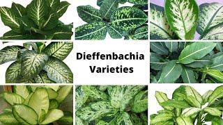 +20 Best Types of Dieffenbachia Plants /Dumb Cane Identification /Rare of  Dieffenbachia Varieties