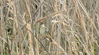 Sedge Warbler On A Reed