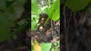 ASMR CABUT HALIA #shortvideo #nature #gingerharvest #gingerfarm #shortvideo #shorts #asmrsounds #ok